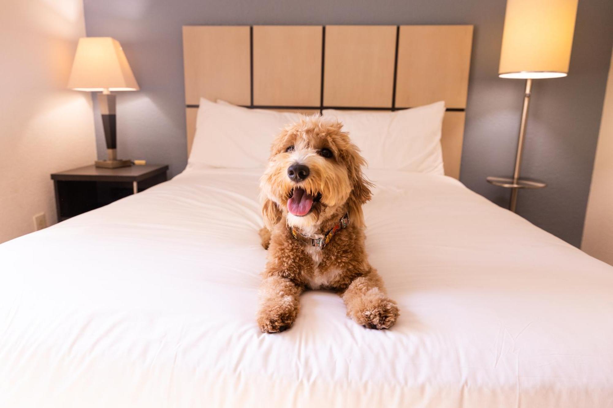 Sonesta Es Hotel Memphis